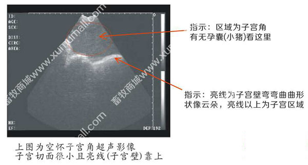 兽用B超使用,进口兽用B超