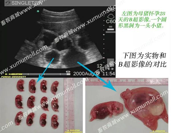 进口兽用B超,彩色兽用B超