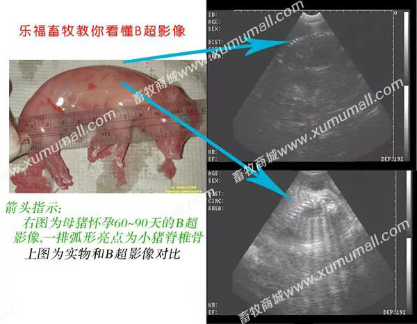 兽用B超厂家,猪用B超价格